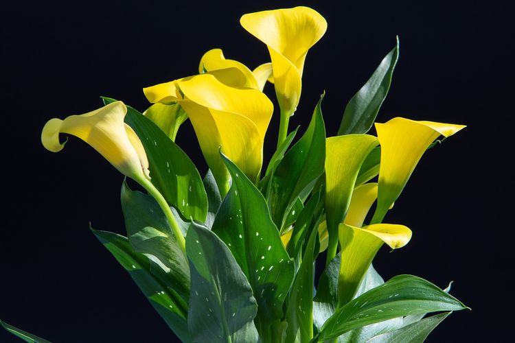 Calla Lily Sumber ; Kompas.com