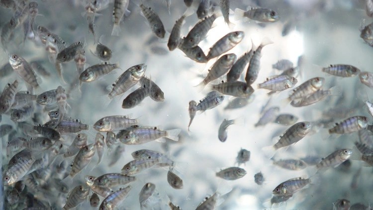 Contoh bibit ikan air tawar, Sumber: deheus.id