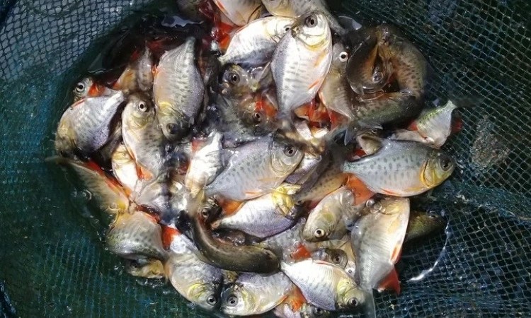 Tempat jual bibit ikan air tawar Jogja, Sumber: farmnabila.com