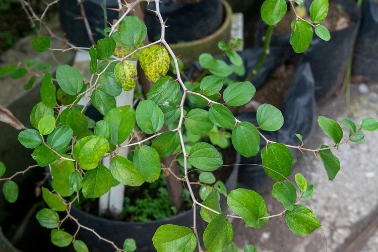 Daun bidara untuk sabun, Sumber: kompas.com