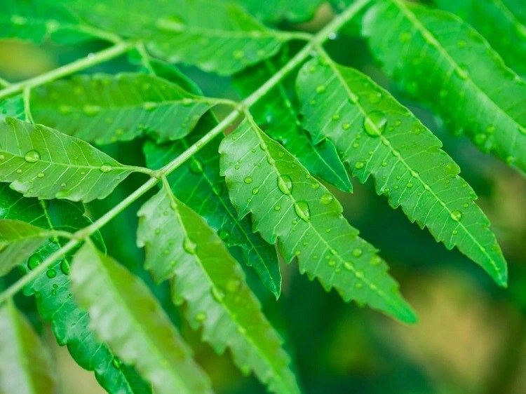 Daun mimba, Sumber: beautyjournal.id