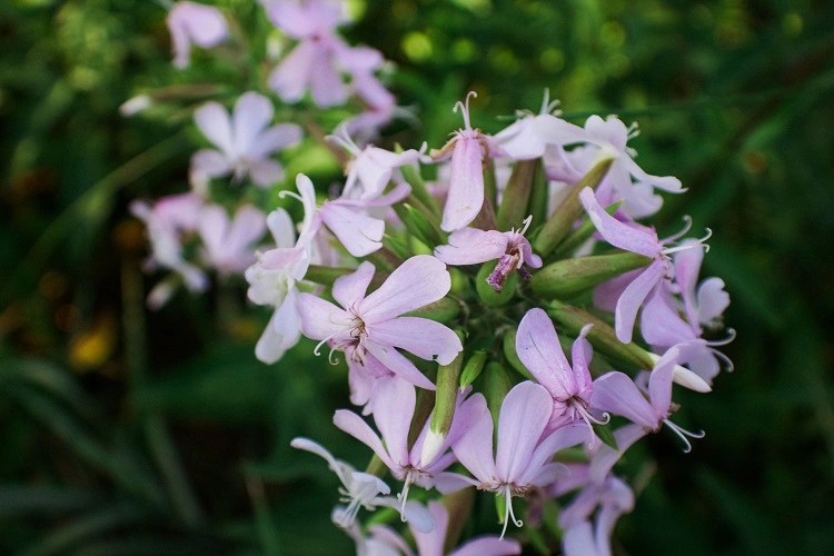 Soapwort atau saponaria officinalis, Sumber: pexels.com